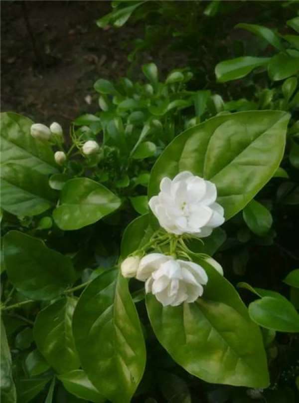 Chinese rose