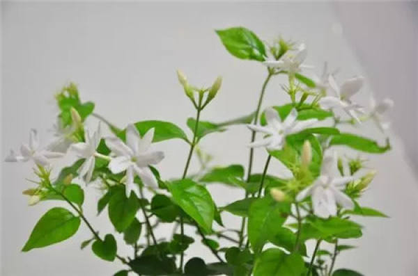 Chinese rose