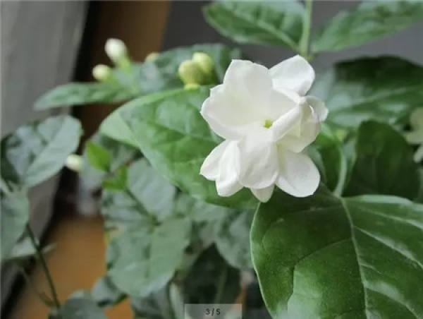 Chinese rose