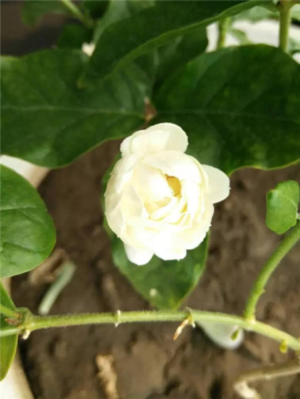 Chinese rose