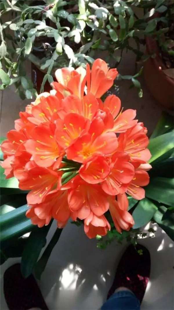 Chinese rose