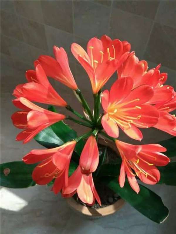 Chinese rose