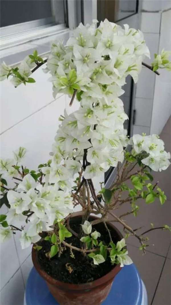 Chinese rose