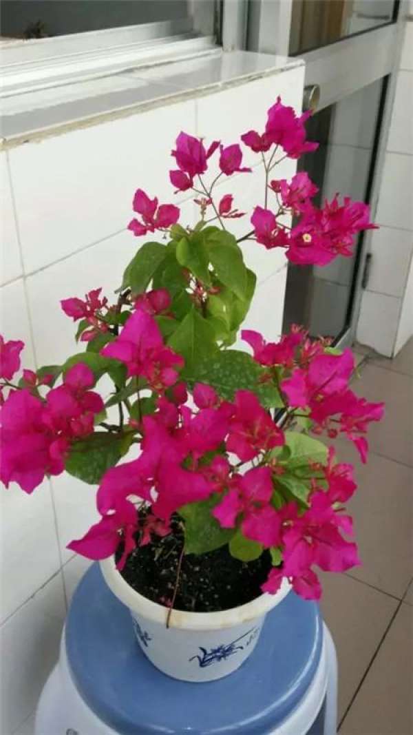 Chinese rose
