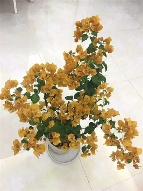 Bougainvillea