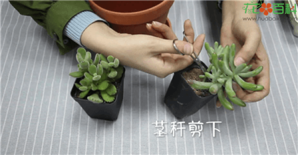 Cut off the stem