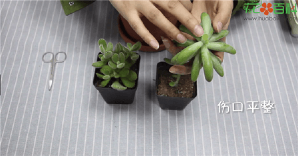 Cut off the stem