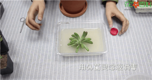 Cut off the stem