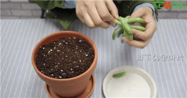 stem cut