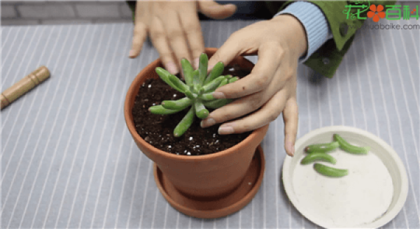 stem cut