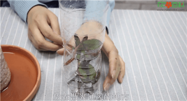 Plastic Bottle