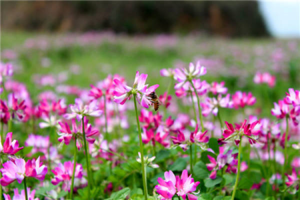 When does Astragalus sinicus bloom