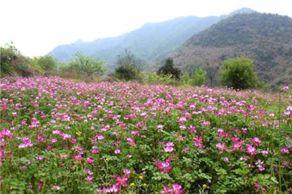 when does ziyunying bloom