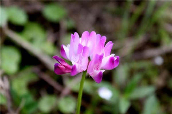 when does ziyunying bloom