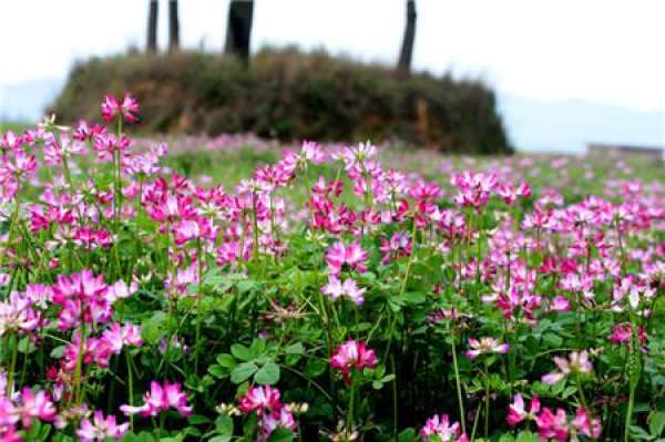 when does ziyunying bloom