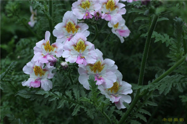 Flowering period of butterfly flower