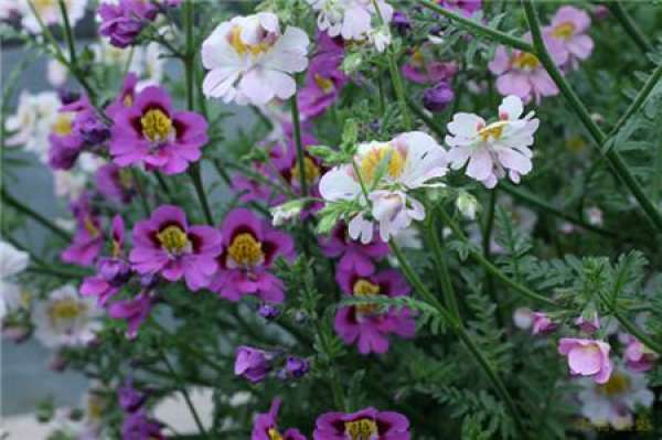The Flower Language of Moth, Butterfly and Flower