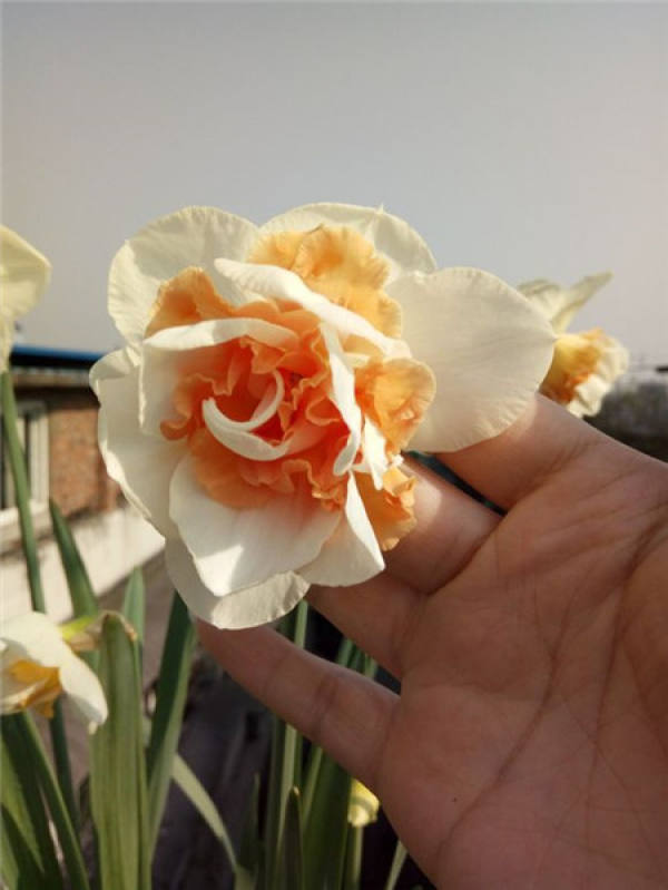 The Flowering Period of Narcissus