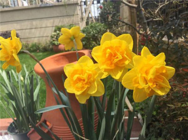 The Flowering Period of Narcissus