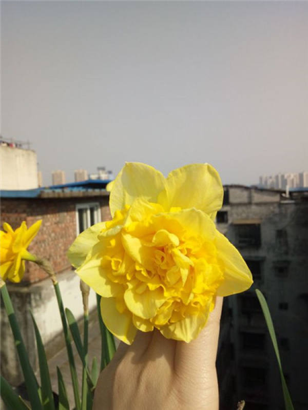 The Flowering Mechanism of Narcissus