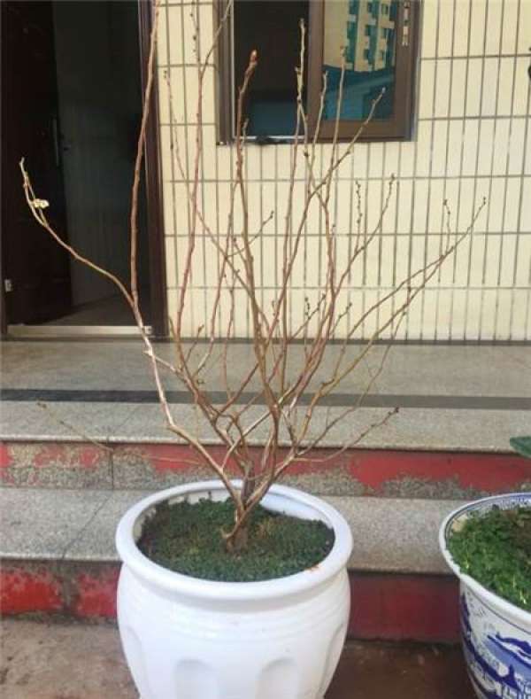 Blueberry flower bud pruning