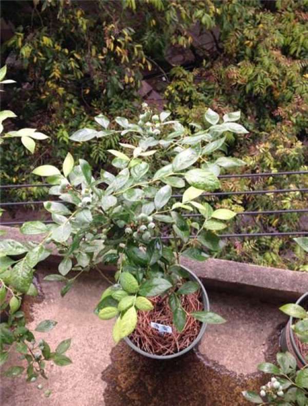 Winter pruning of blueberries