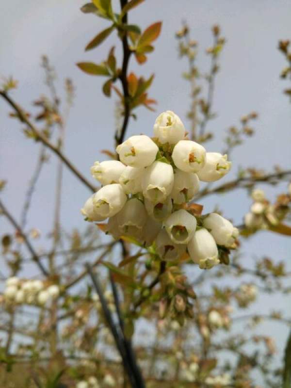 The Flower Language of Blueberry