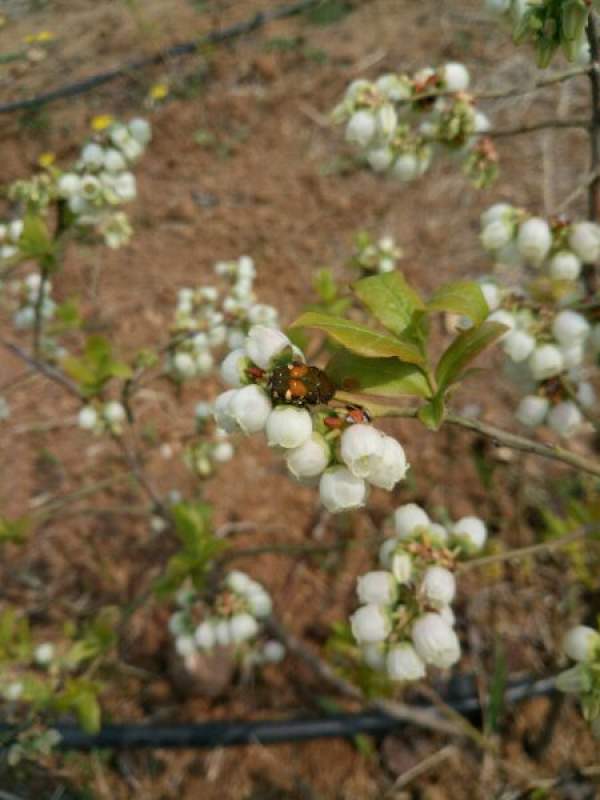 The special significance of blueberries