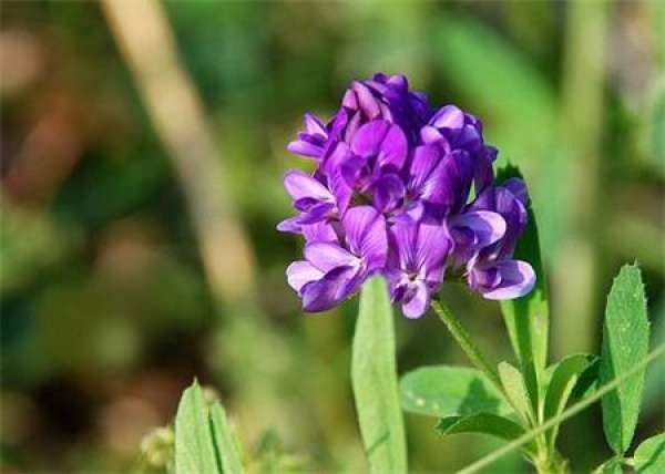 Alfalfa Picture