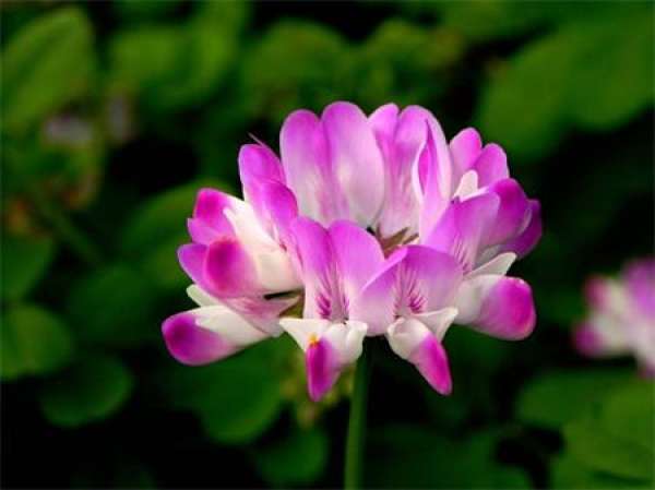 Astragalus sinicus pictures