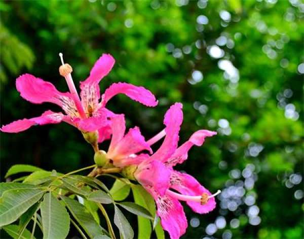 Beautiful kapok pictures