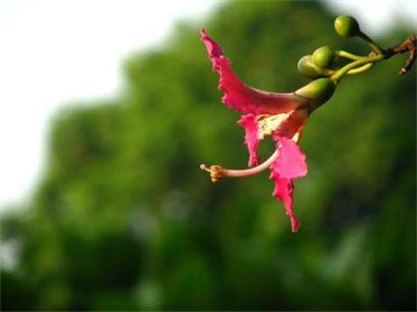 Beautiful kapok pictures