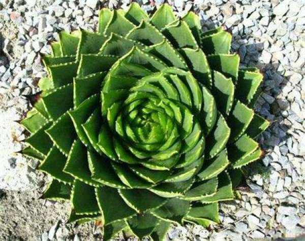 Aloe queen pictures