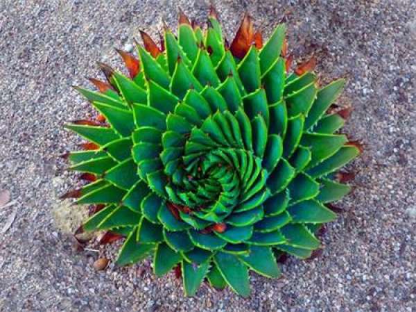 cultivation of aloe queen