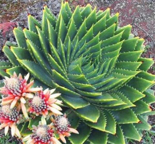 Aloe queen pictures