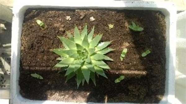 Aloe Queen Germination
