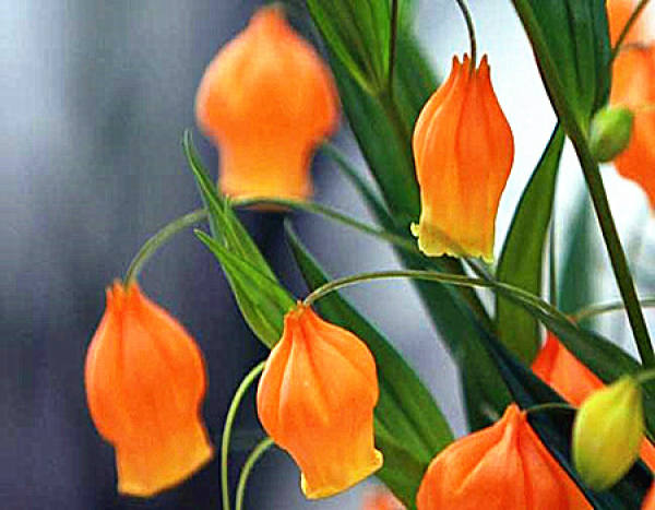 Bulb Propagation of Lilium davidii