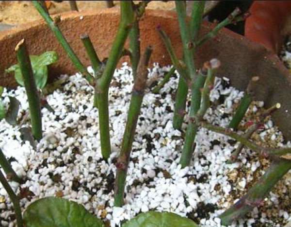 substrate of lotus lamp