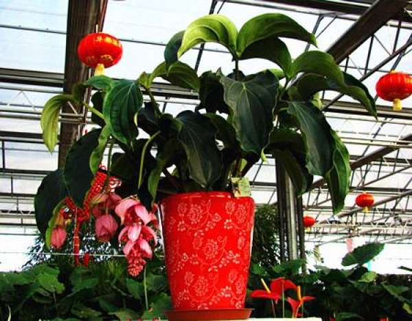Culture Environment of Lotus Lantern