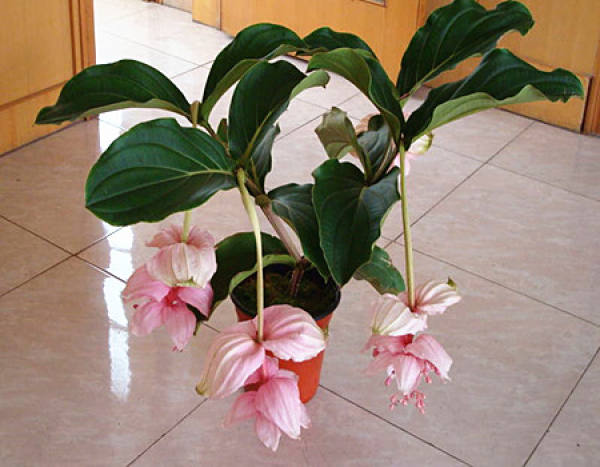 Precautions for cultivation of Lotus Lantern
