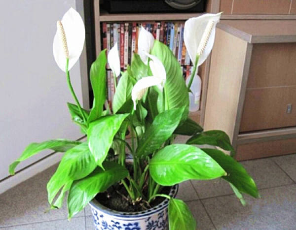 The Color of Anthurium andraeanum and White Anthurium