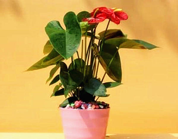 The Implication of Anthurium andraeanum and White Palm