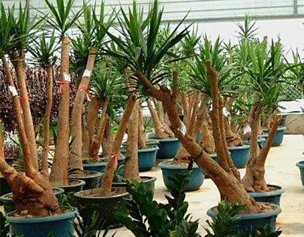 Cuttage of Yucca