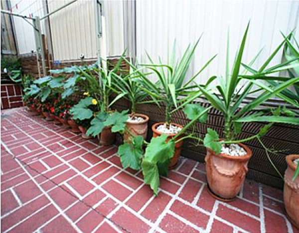 Yucca cultivation method