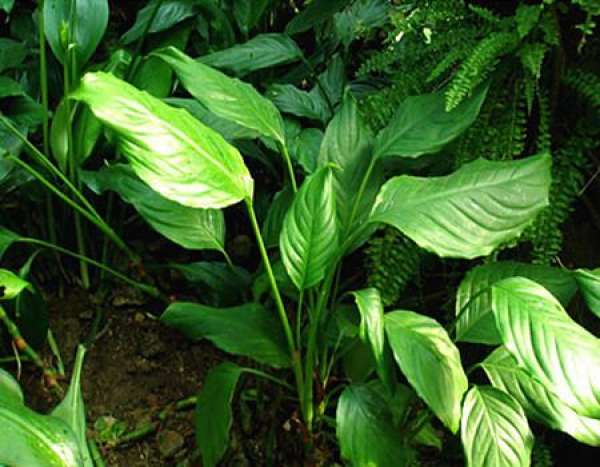 Ramet Propagation of Rohdea japonica