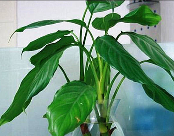 Cutting Propagation of Dieffenbachia kwangtungensis