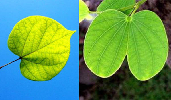 difference between Bauhinia and Bauhinia leaves difference between Bauhinia and Bauhinia leaves