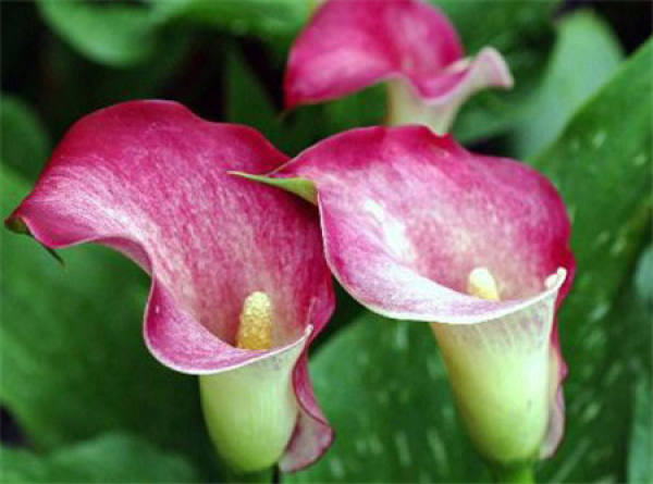 Red Zantedeschia