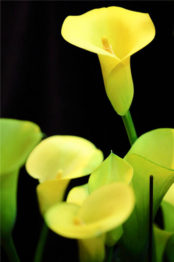 Red Zantedeschia