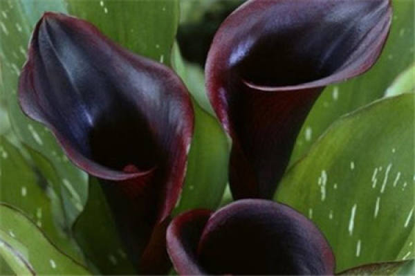 Red Zantedeschia